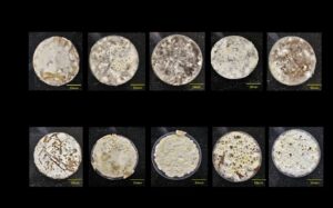 Mycelium composites are initially grown in petri dishes to have similar growth conditions and shapes